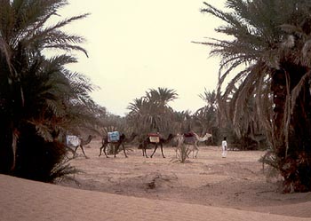 Dromedarausflug in Mhamid